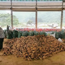 大黄姜嫩姜子姜肉姜大量有货