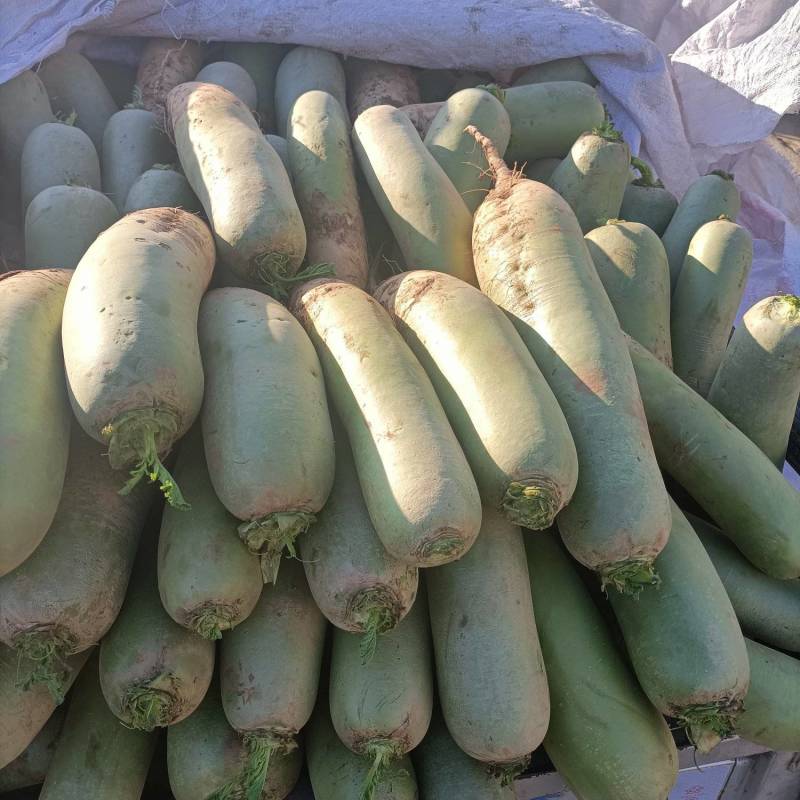 河南青萝卜水果萝卜产地直发脆甜脆沙窝水果青萝卜