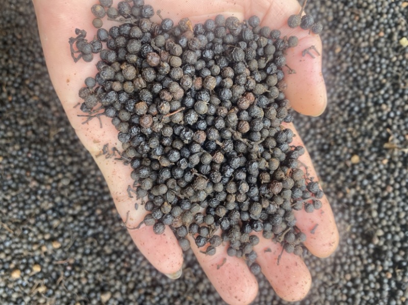木姜子(荜澄茄)
