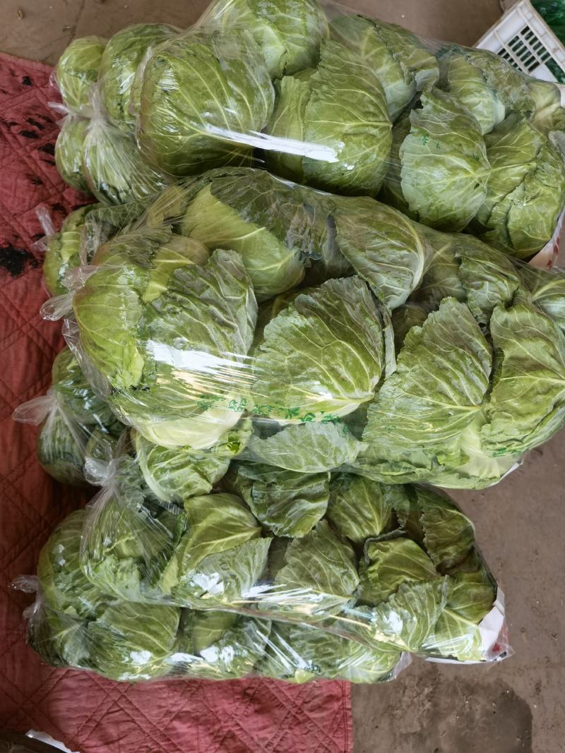 中甘21甘蓝1~2公斤精品产地直发大量