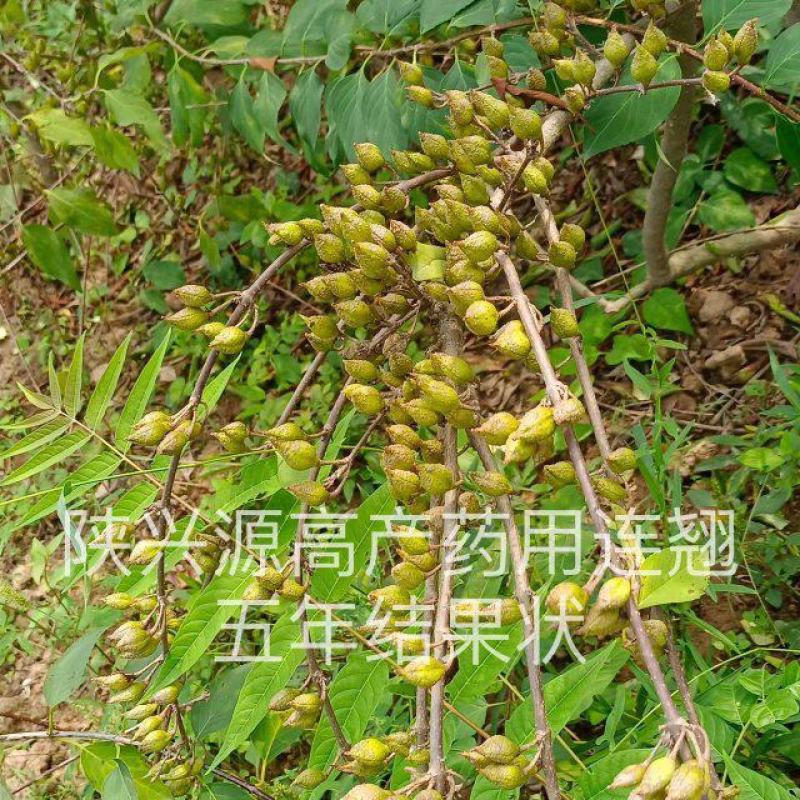陕西连翘苗高产药用连翘现挖现发产地技术支持来电优惠