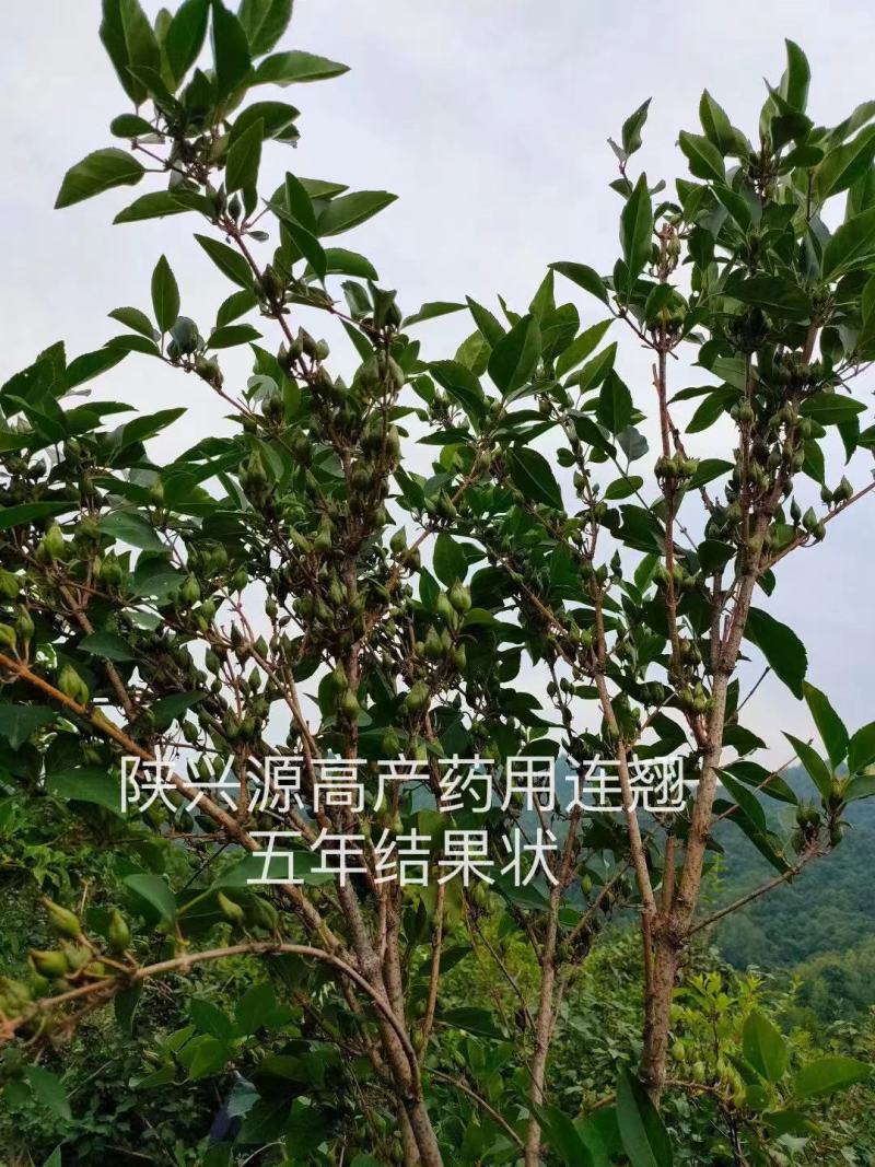 陕西连翘苗高产药用连翘现挖现发产地技术支持来电优惠