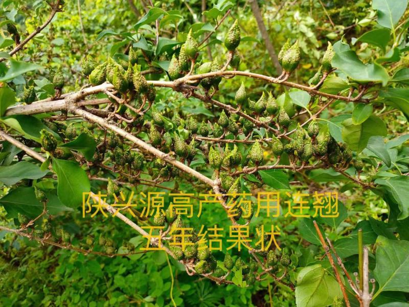 陕西连翘苗高产药用连翘现挖现发产地技术支持来电优惠