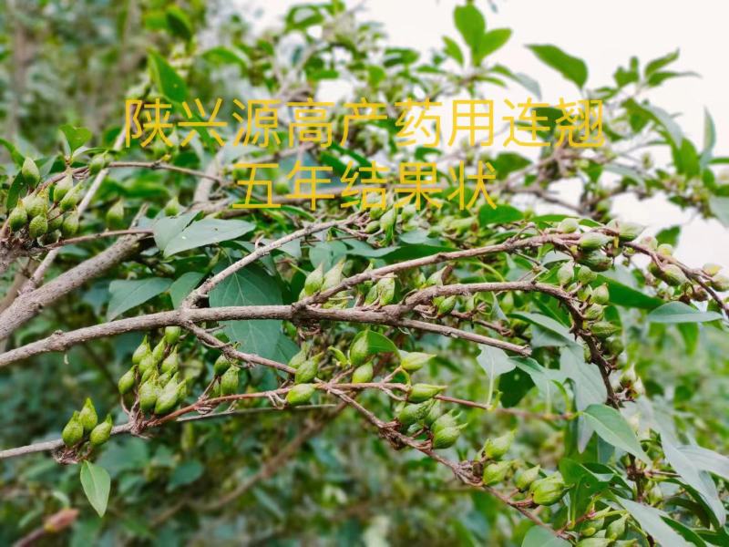 陕西连翘苗高产药用连翘现挖现发产地技术支持来电优惠