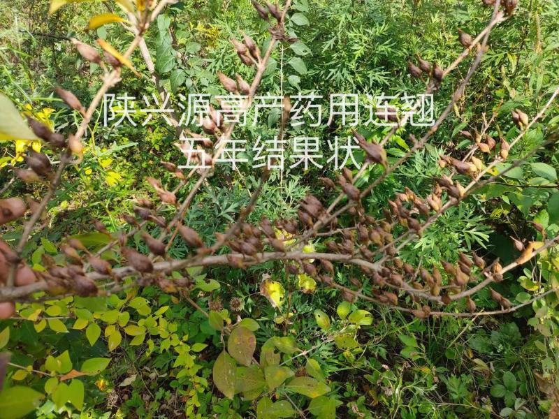 陕西连翘苗高产药用连翘现挖现发产地技术支持来电优惠