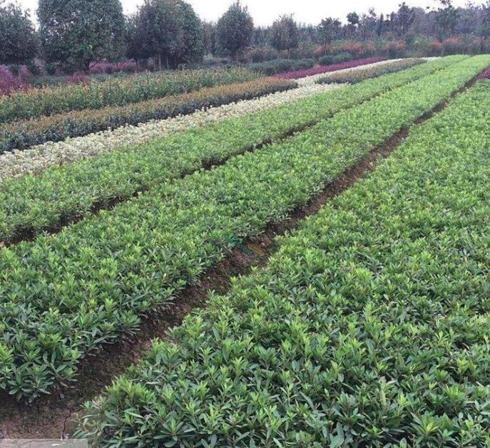 四季小玫瑰杜鹃花种植基地