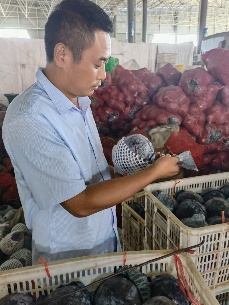 精品紫甘蓝露天种植大量有货适合各大市场电商加工厂