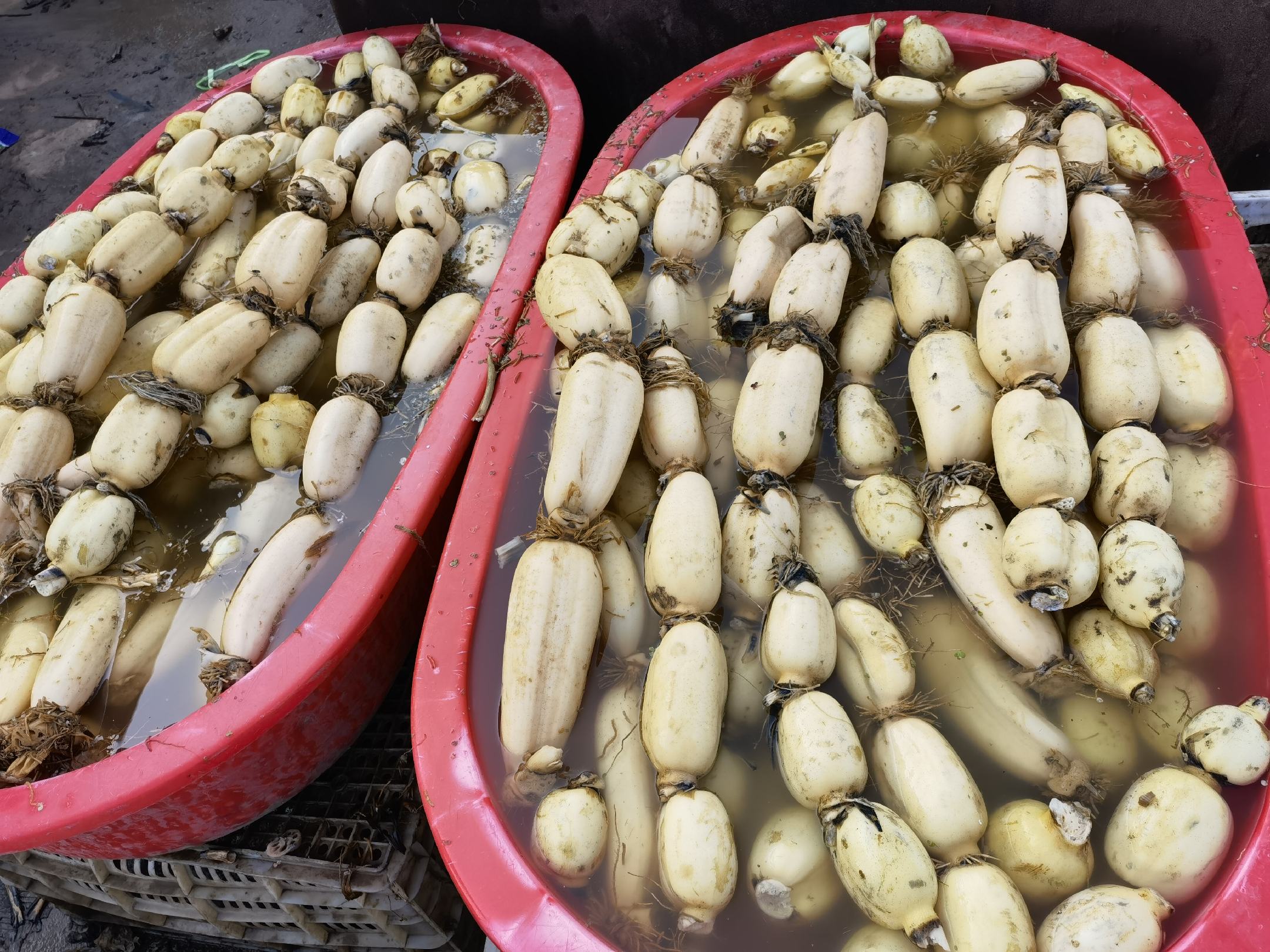 泡莲藕成品展示