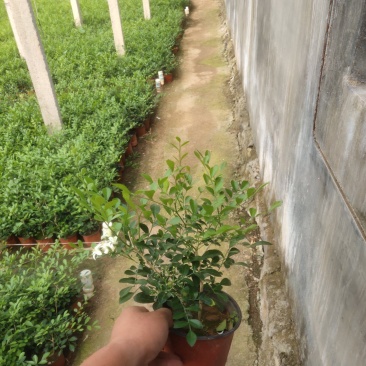 九里香/七里、基地种植批发-可视频图片看货、支持实地看货