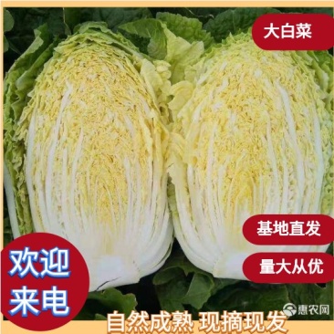 吉林黄心白菜价格不贵加工厂泡菜厂电商市场货保质量