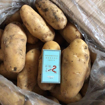 平度荷兰15土豆冷库大量出货需要的