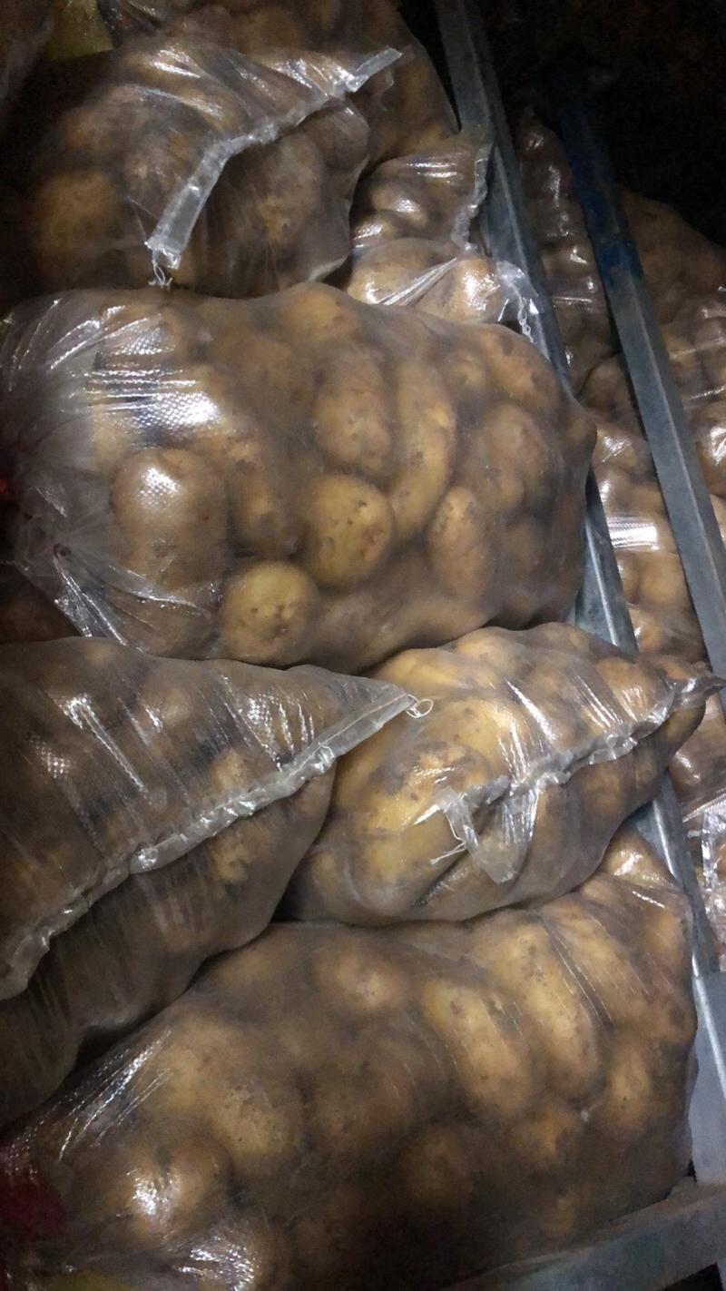 平度荷兰15土豆冷库大量出货需要的联系