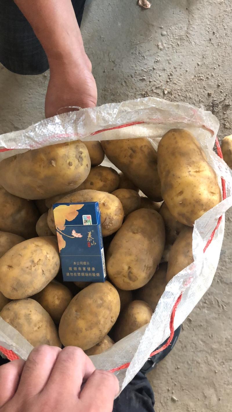 平度荷兰15土豆冷库大量出货需要的联系