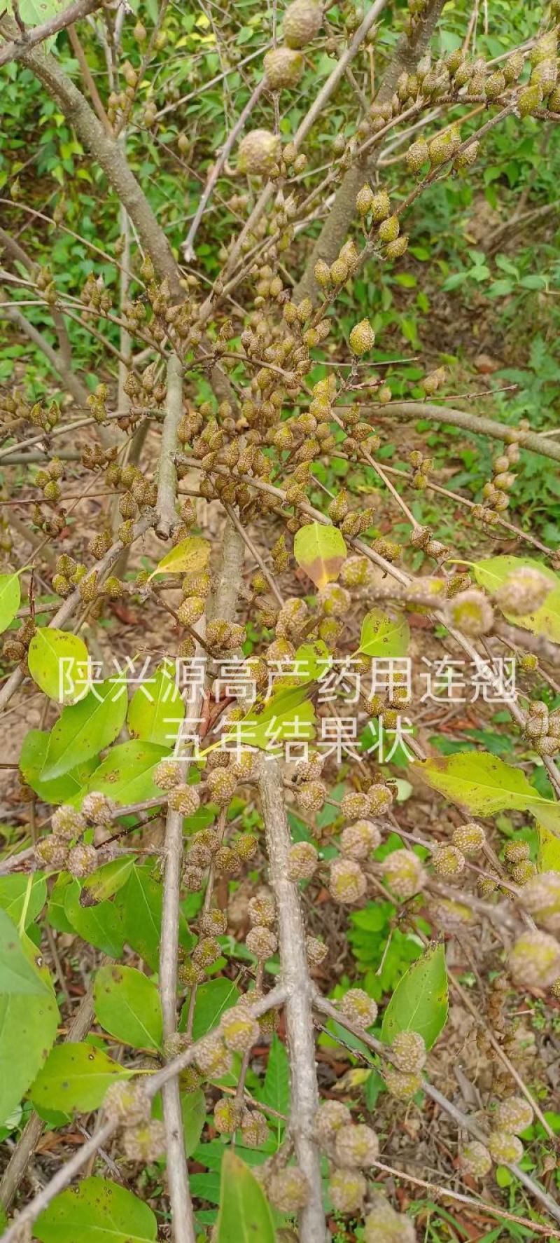 陕西连翘苗高产药用良种连翘苗基地直发包技术包回收