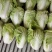 【精选】优质夏阳白菜,颜色新鲜,个头韵,无虫洞,无花边