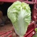 【精选】优质夏阳白菜,颜色新鲜,个头韵,无虫洞,无花边