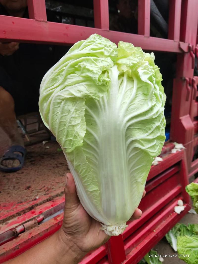【精选】优质夏阳白菜，颜色新鲜，个头韵，无虫洞，无花边