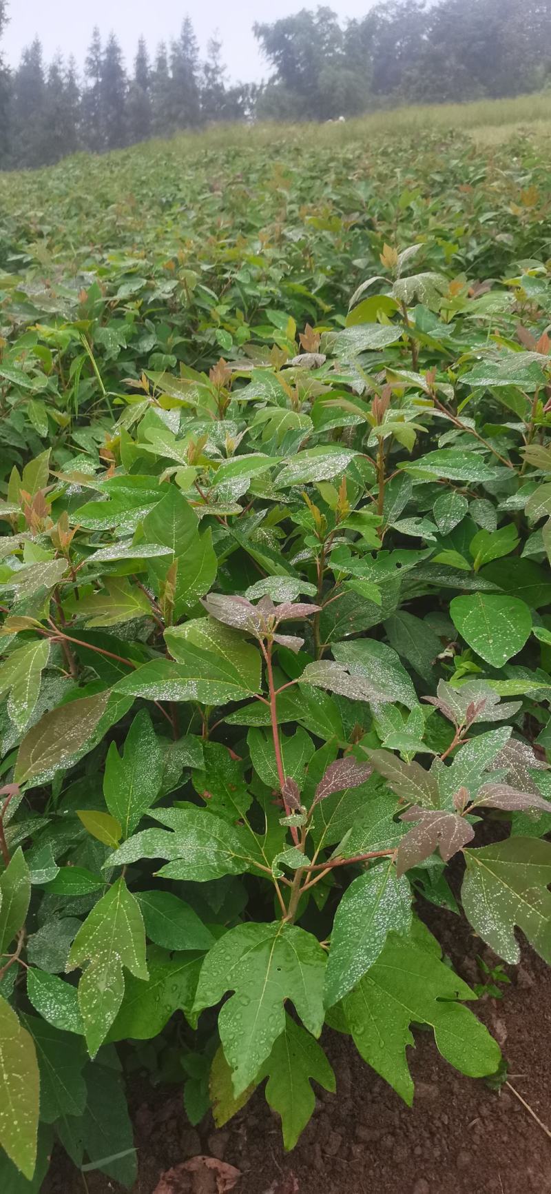 基地大量供应檫木苗（花秋苗）