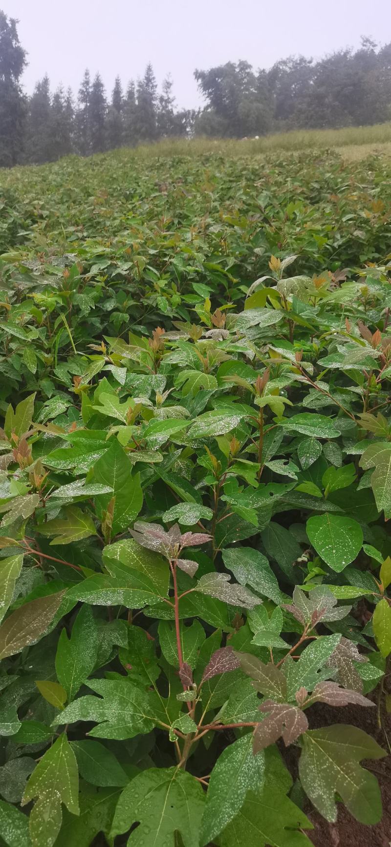 基地大量供应檫木苗（花秋苗）