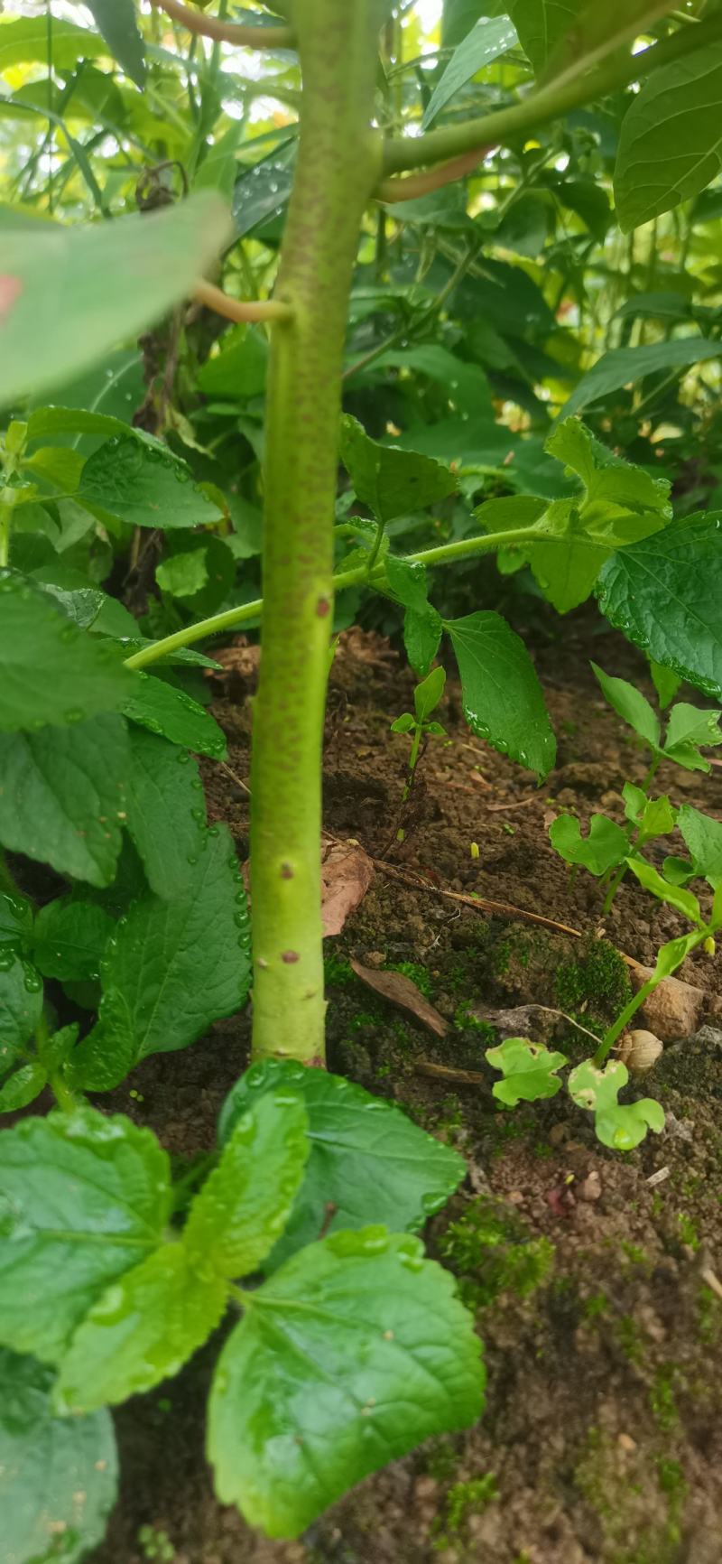 基地大量供应檫木苗（花秋苗）