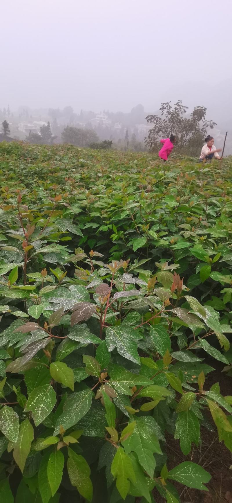 基地大量供应檫木苗（花秋苗）