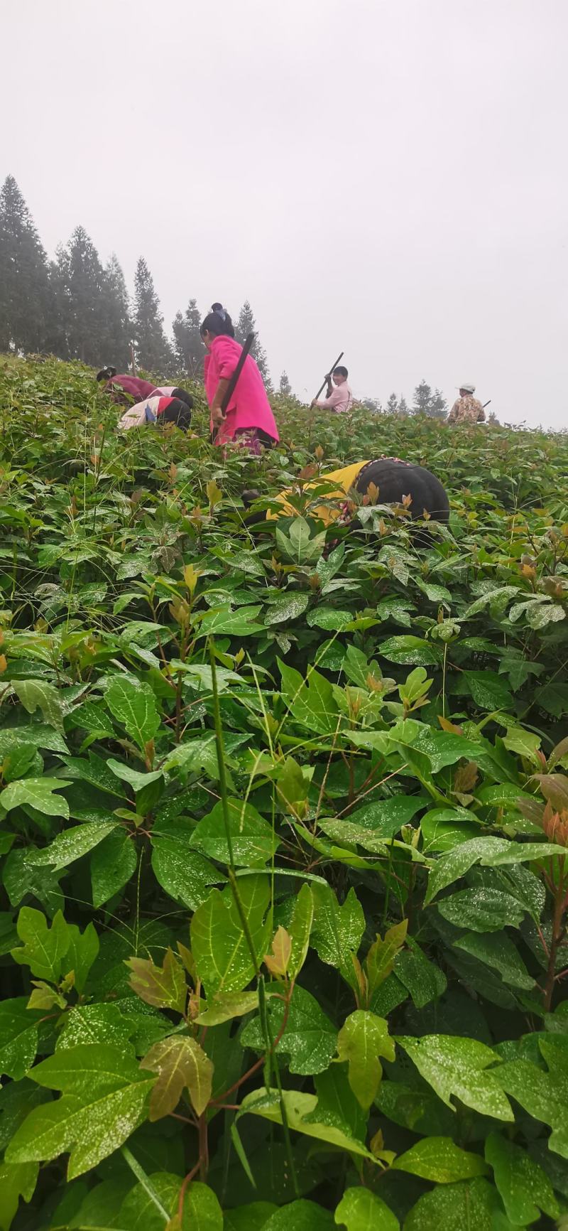 基地大量供应檫木苗（花秋苗）