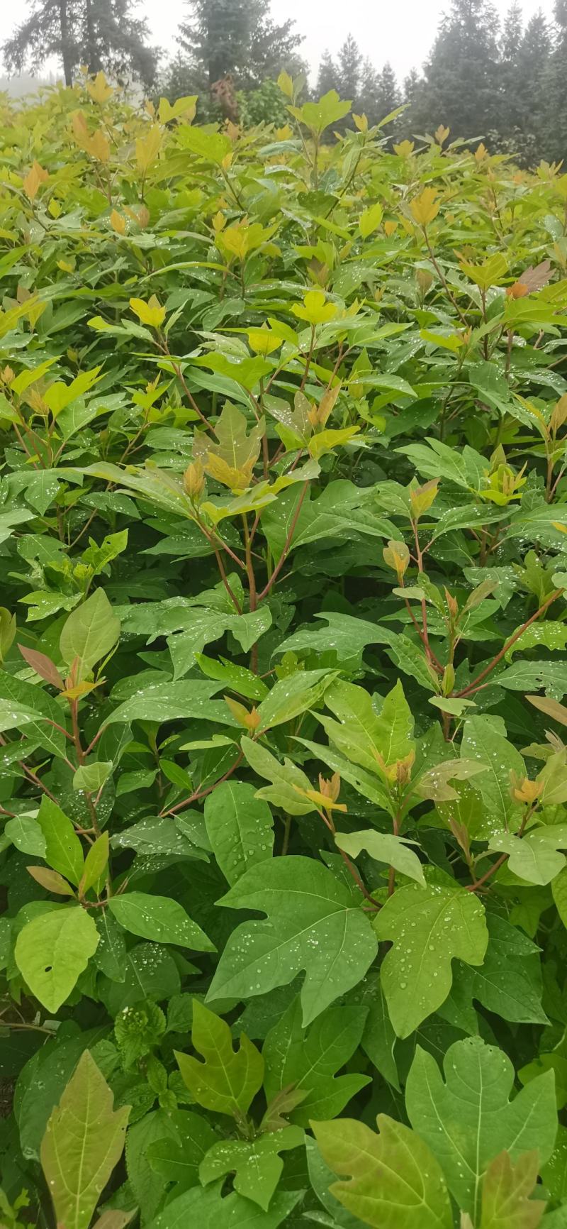 基地大量供应檫木苗（花秋苗）