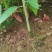 基地大量供应檫木苗（花秋苗）