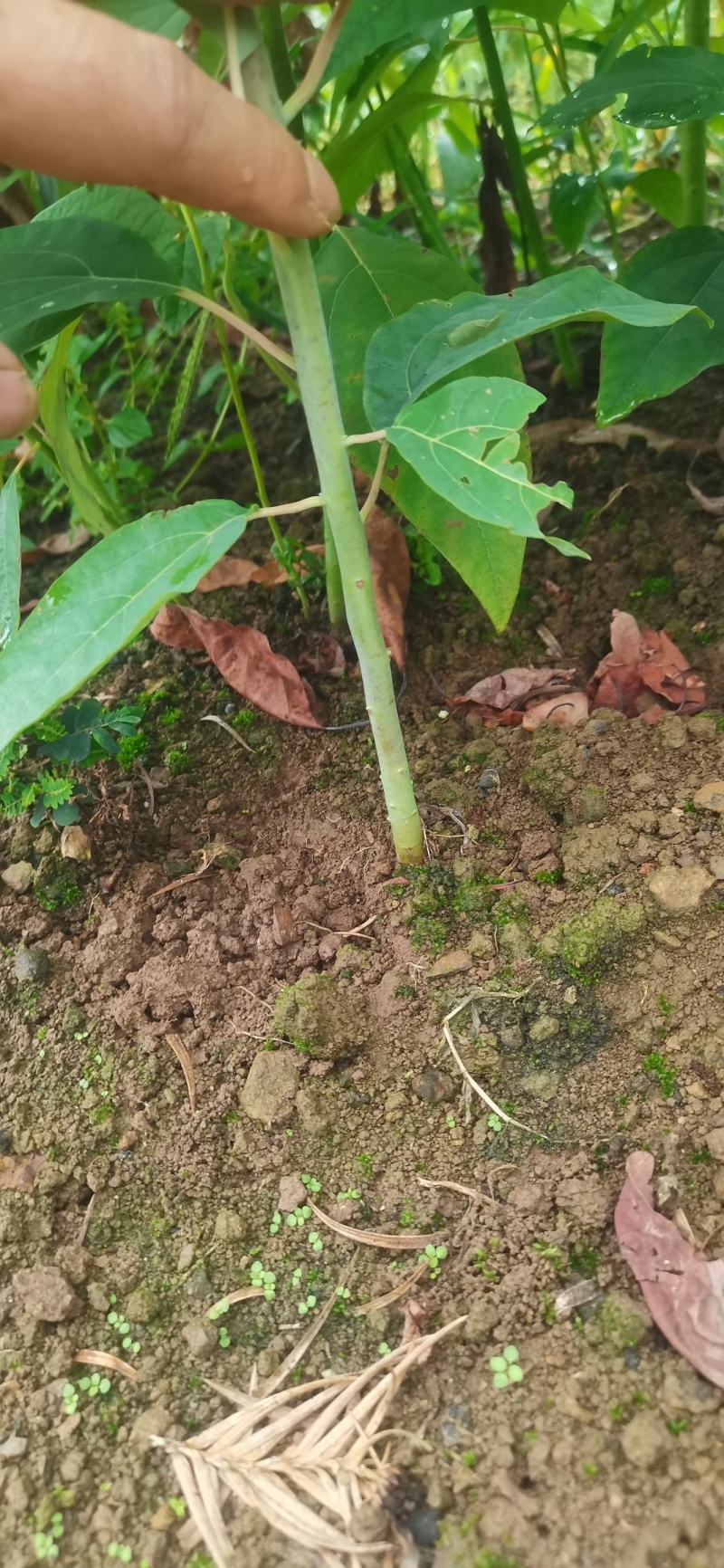 基地大量供应檫木苗（花秋苗）