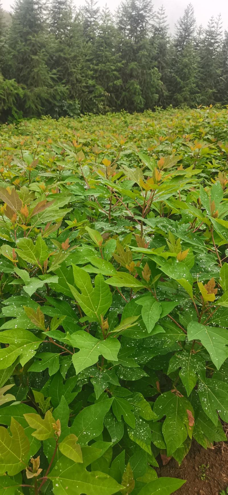 基地大量供应檫木苗（花秋苗）