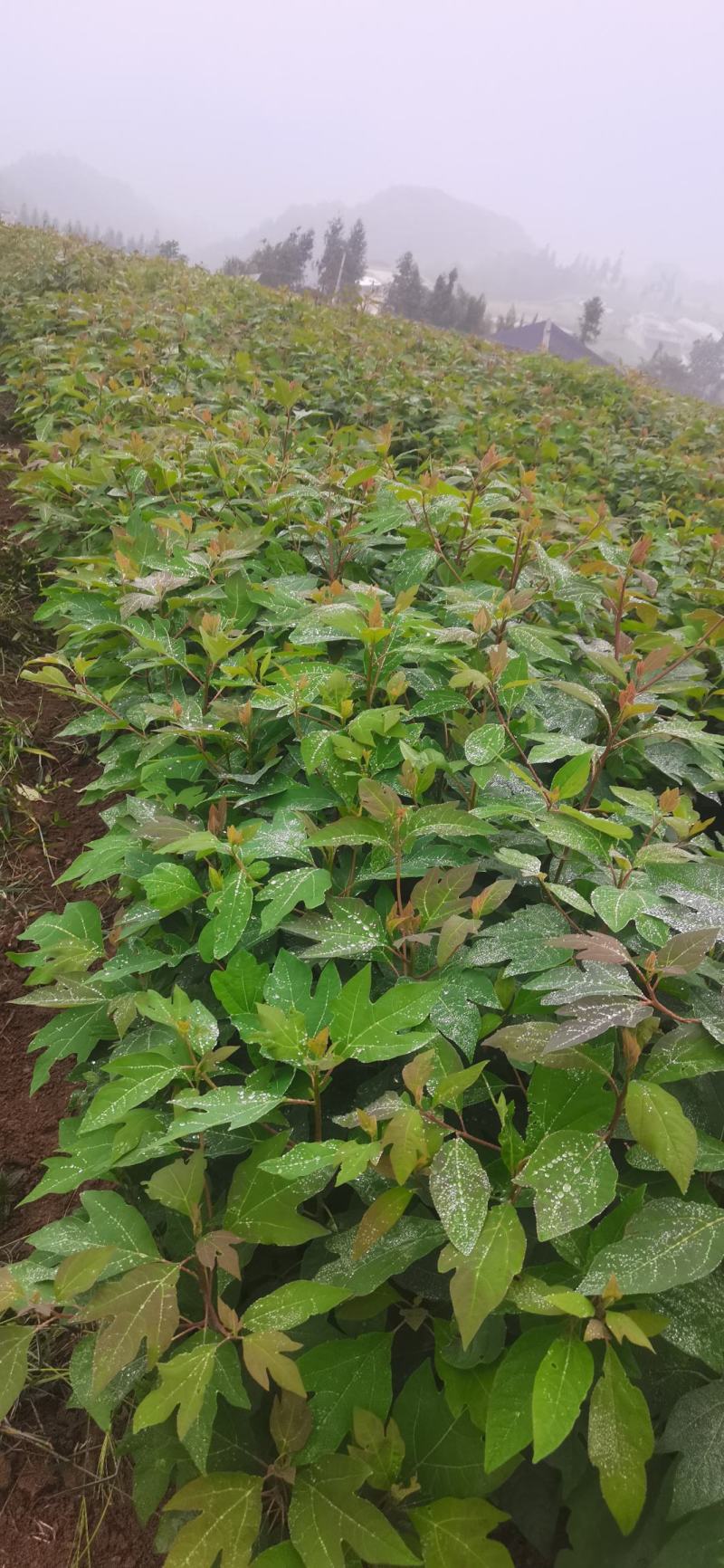 基地大量供应檫木苗（花秋苗）