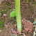 基地大量供应檫木苗（花秋苗）