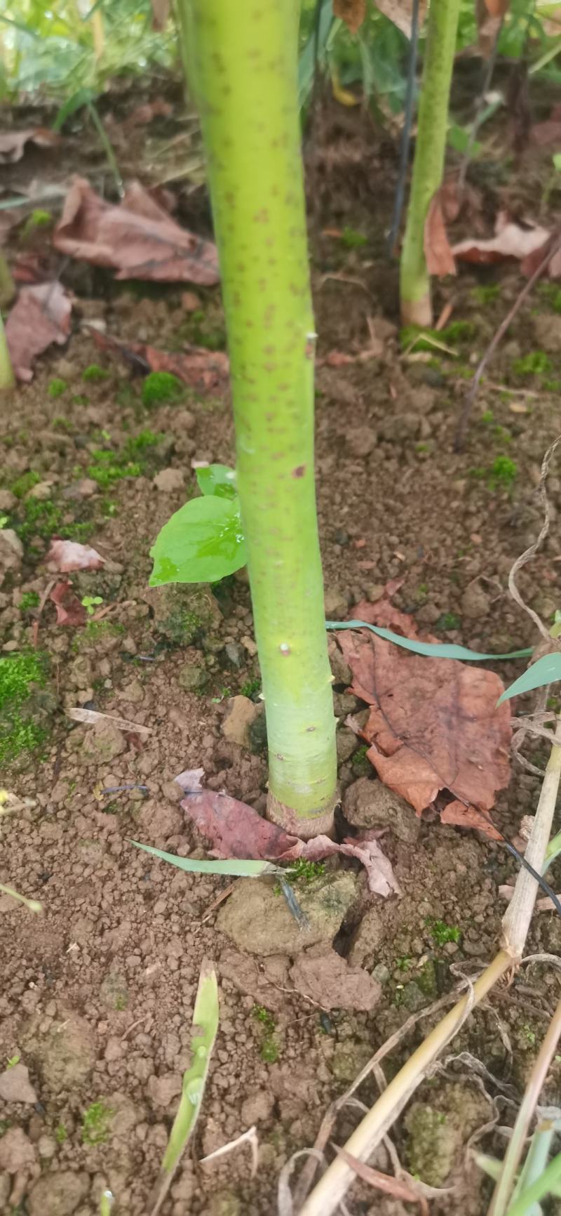 基地大量供应檫木苗（花秋苗）