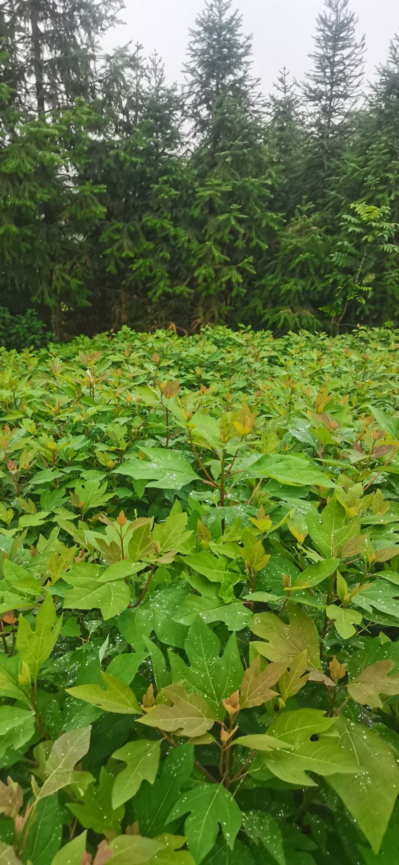 基地大量供应檫木苗（花秋苗）