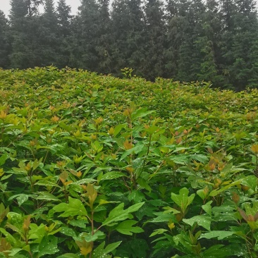 基地大量供应檫木苗（花秋苗）