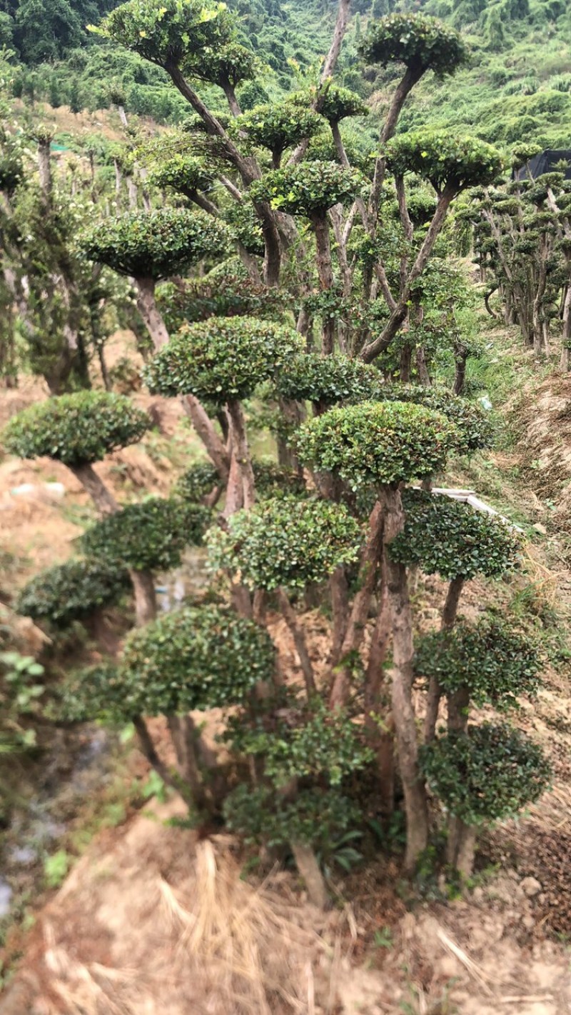 赤楠四季常青绿化赤楠，别墅赤楠，占地赤楠，批发零售价