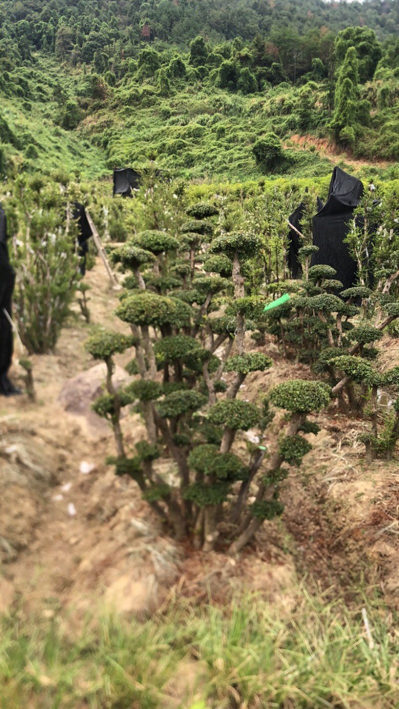 赤楠四季常青绿化赤楠，别墅赤楠，占地赤楠，批发零售价