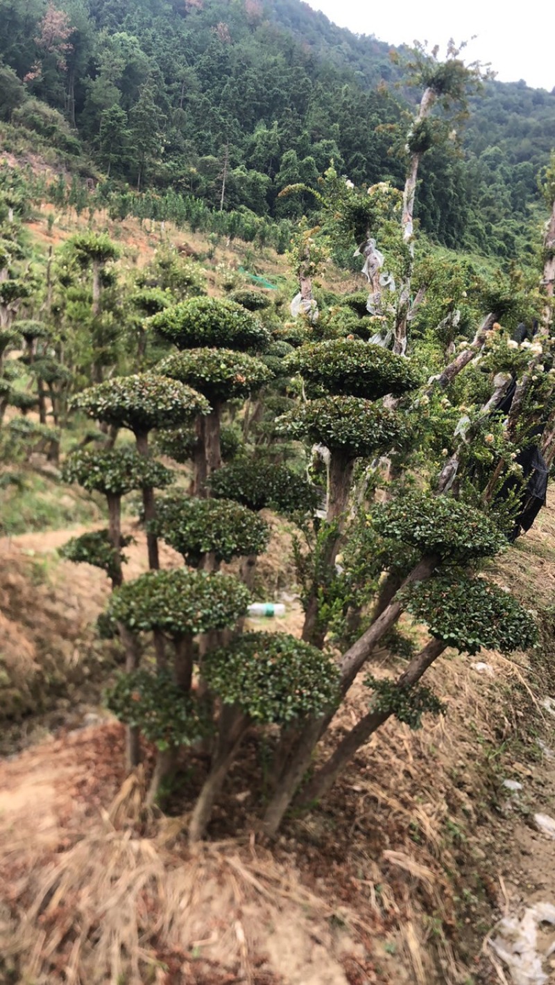 赤楠四季常青绿化赤楠，别墅赤楠，占地赤楠，批发零售价