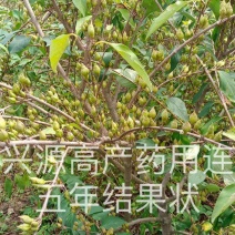 高产药用连翘苗基地直发包技术包回收