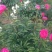 赤芍种子，长白山二代培育杂花种子，芽率好