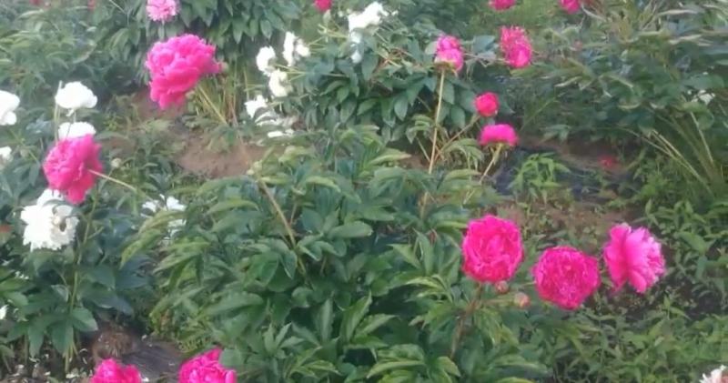 赤芍种子，长白山二代培育杂花种子，芽率好