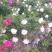 赤芍种子，长白山二代培育杂花种子，芽率好
