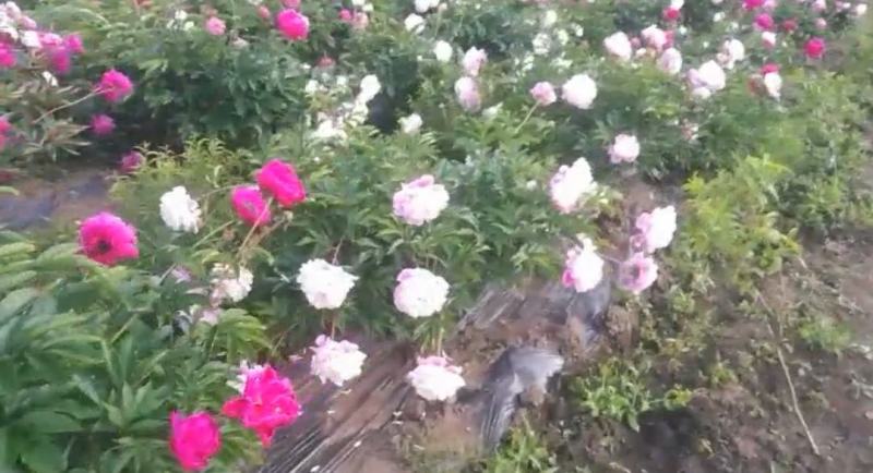 赤芍种子，长白山二代培育杂花种子，芽率好