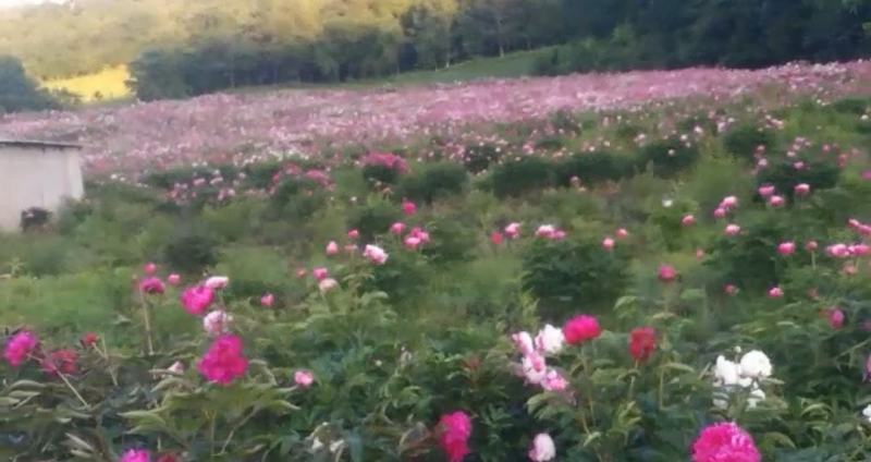 赤芍种子，长白山二代培育杂花种子，芽率好