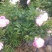 赤芍种子，长白山二代培育杂花种子，芽率好