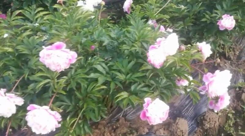 赤芍种子，长白山二代培育杂花种子，芽率好