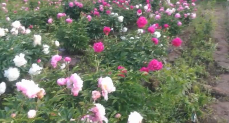 赤芍种子，长白山二代培育杂花种子，芽率好