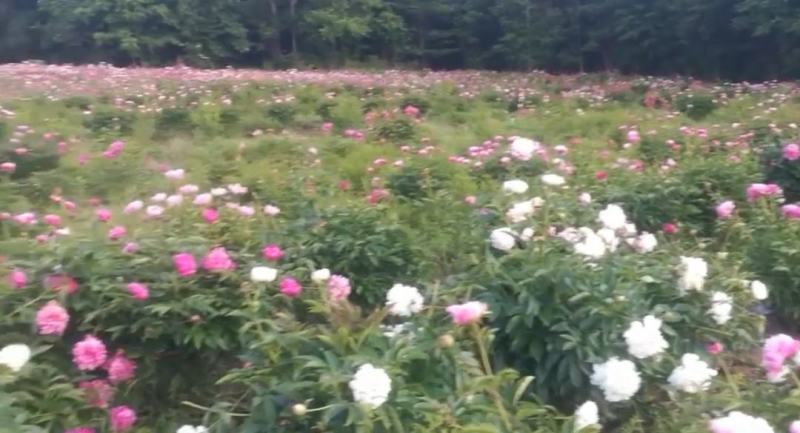 赤芍种子，长白山二代培育杂花种子，芽率好