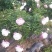 赤芍种子，长白山二代培育杂花种子，芽率好