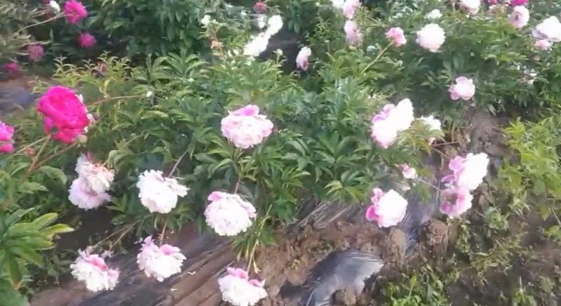 赤芍种子，长白山二代培育杂花种子，芽率好